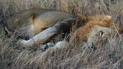 A pride of 14 lions is on the loose near a mining community bordering South Africa's Kruger National Park
