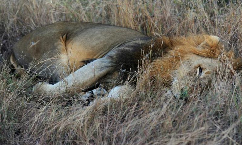 A pride of 14 lions is on the loose near a mining community bordering South Africa's Kruger National Park