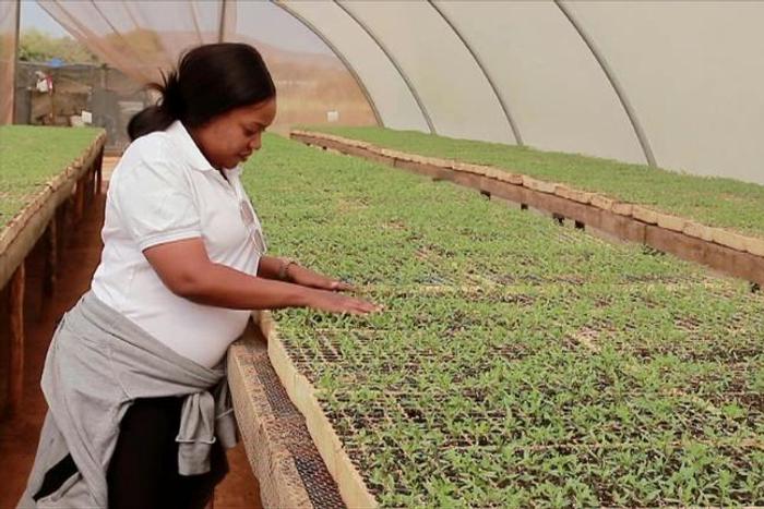 "A labour of love": Zambia's accidental tomato farmer
