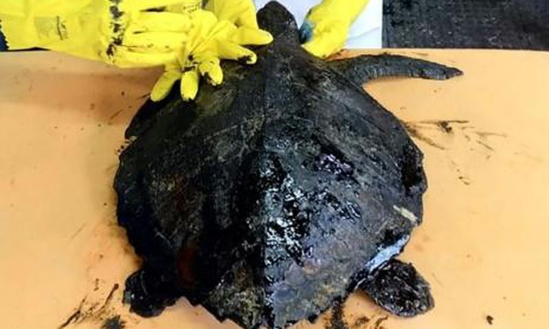 Biologists at a marine mammal rehabilitation center in Ceara State, Brazil, treating a turtle covered in oil