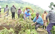Nandi Governor Stephen Sang leading locals in destroying a tea plantation in Kibwari, Nandi Hills