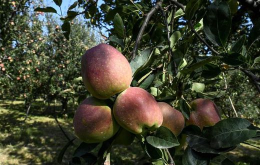 More than half of Kashmiris are engaged directly or indirectly in apple cultivation