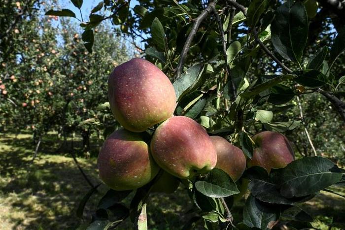 More than half of Kashmiris are engaged directly or indirectly in apple cultivation