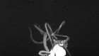 Giant Squid, Phantom of the Deep, Makes Second Video Appearance
