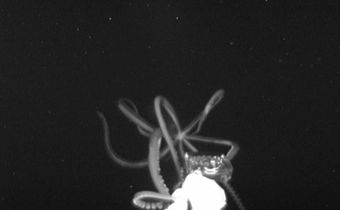 Giant Squid, Phantom of the Deep, Makes Second Video Appearance