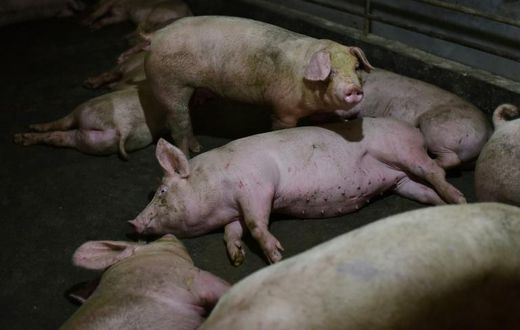 Millions of pigs have been culled across Asia in a bid to curb the spread of the disease