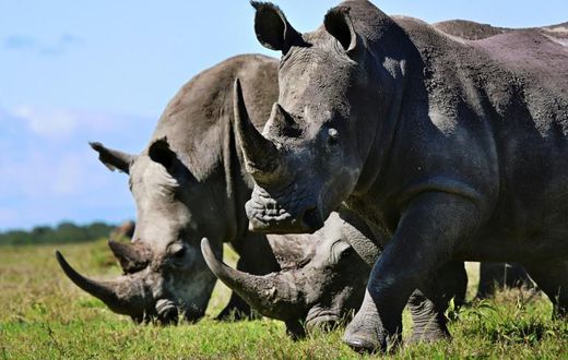 Rhinos, like those seen here in Kenya, are increasingly at risk in Botswana because of poaching