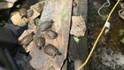 Man Charged After 3 King Cobras and Scores of Turtles Are Seized From His Home