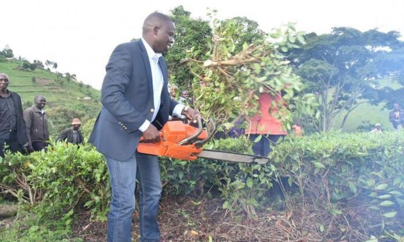 Nandi Governor Stephen Sang leading residents in cutting and uprooting tea on the disputed piece of land on 7 June 2019