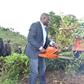 Nandi Governor Stephen Sang leading residents in cutting and uprooting tea on the disputed piece of land on 7 June 2019