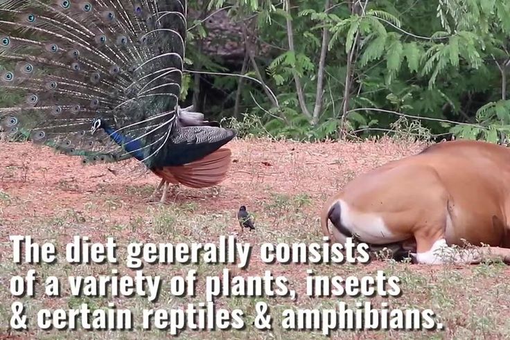 Fun Facts About the 4 Peacocks That President Magufuli Gifted Uhuru