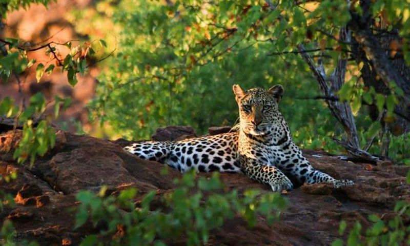Kruger National Park officials say the big cat may have attacked as it was too accustomed to contact with humans.