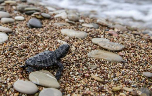 Only one in 1,000 of the tiny loggerhead turtle hatchlings will survive