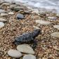 Only one in 1,000 of the tiny loggerhead turtle hatchlings will survive