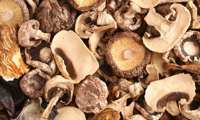 Is Mushroom Jerky Good for You?