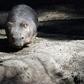 Squat and furry, wombats are small burrow-dwelling marsupials that are largely nocturnal and walk on all fours