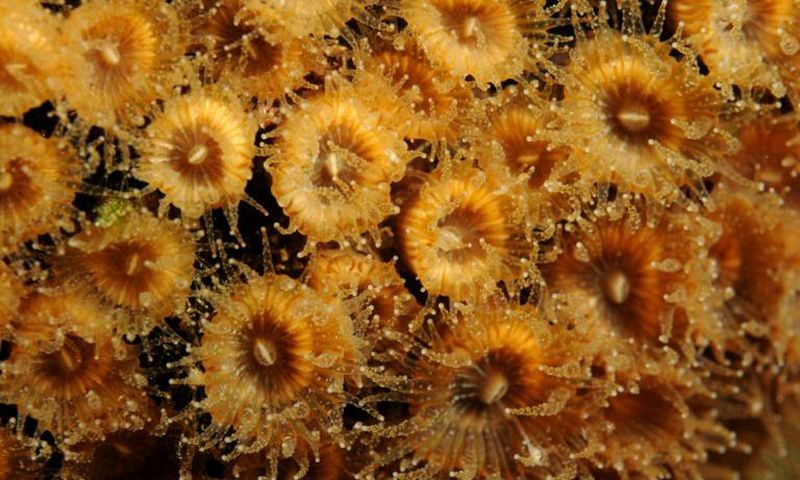 In this undated photo released by Science Advances, Cladocora caespitosa coral polyps are seen underwater near the Columbretes Islands in the Mediterranean Sea