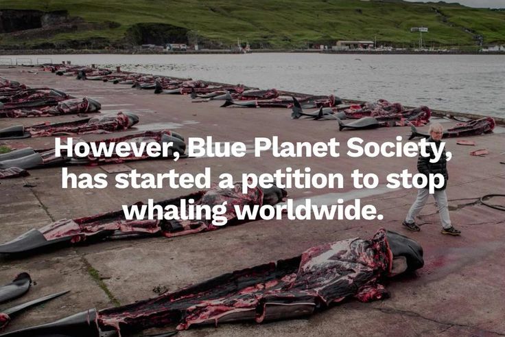 Grisly as whales & dolphins are butchered leaving a red stained sea