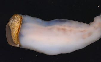 This creature eats stone, sand comes out the other end