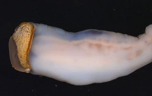 This creature eats stone, sand comes out the other end