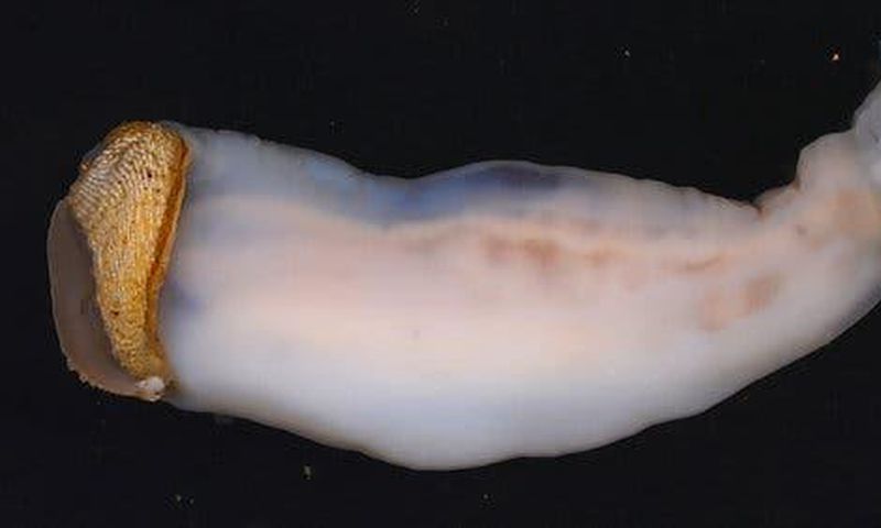 This creature eats stone, sand comes out the other end