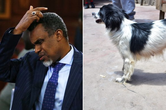 Helicopter Ministries Bishop Thomas Wahome wants DPP barred from arresting him in dog theft saga