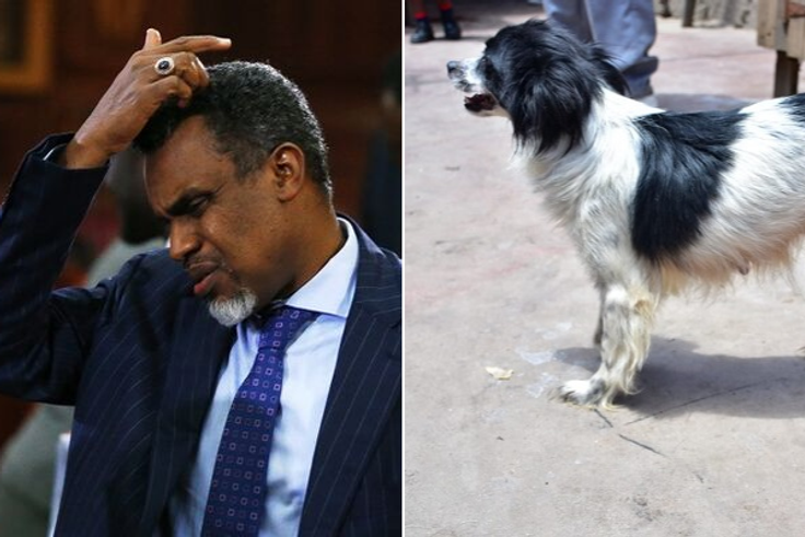 Helicopter Ministries Bishop Thomas Wahome wants DPP barred from arresting him in dog theft saga