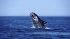 Where did the right whales go?