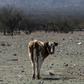 Cows seen on farmland left arid by a lack of rainwater in Colina, north of Santiago, Chile