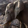 Some countries in southern Africa are pushing for a global ivory ban to be relaxed as their elephant numbers grow