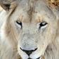 'Canned hunting’ involves the hunt for wild animals that are kept in an area from which they cannot escape, with some animals even bred for such commercial operations