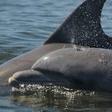 The new study looked at a population of some 420 dolphins living in the English Channel