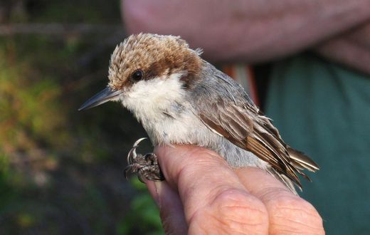 Birds' Top Danger? Humans