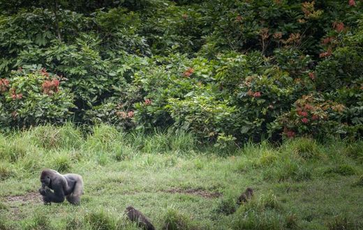 Gabon has been a leader in Central Africa in preserving its rainforests, creating 13 national parks since 2000 that cover around 11 percent of the country