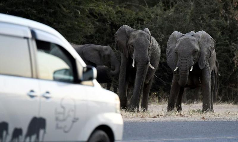 Botswana's lifting of a five-year-old blanket hunting ban is a welcome move to those who fear attacks by roaming elephants