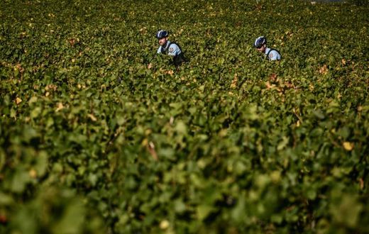 To catch a grape thief: French police ride bicycles on the lookout for trouble in Burgundy's vineyards