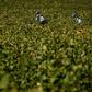 To catch a grape thief: French police ride bicycles on the lookout for trouble in Burgundy's vineyards