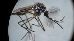 An Aedes aegypti mosquito is seen through a microscope at the Fiocruz institute in Rio de Janeiro, where researchers are working to advance the fight against dengue