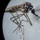 An Aedes aegypti mosquito is seen through a microscope at the Fiocruz institute in Rio de Janeiro, where researchers are working to advance the fight against dengue