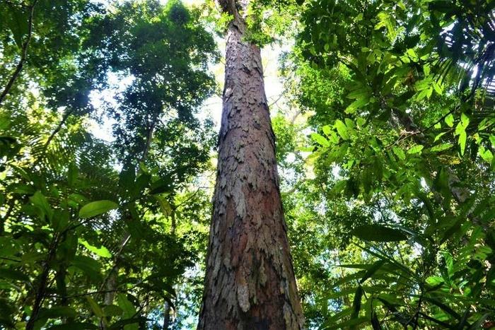 Handout picture released by SETEC (Science and Technology Secretary of Amapa State) showing the giant Dinizia Excelsa tree, found in the Paru State Forest in the Amazon basin, on August 21, 2019
