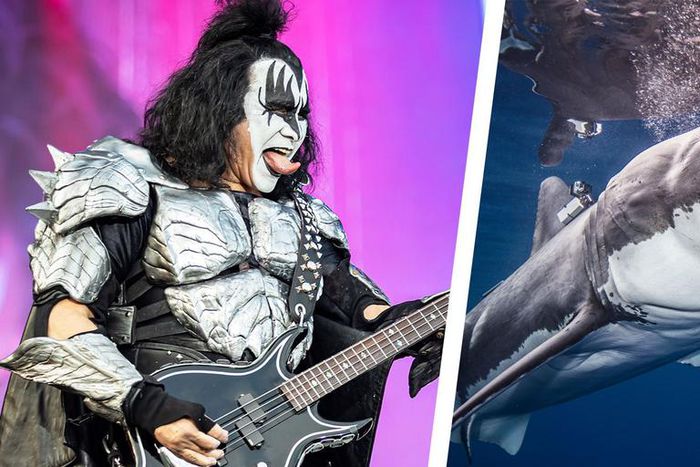 KISS WIll Perform for a Live Audience of Sharks