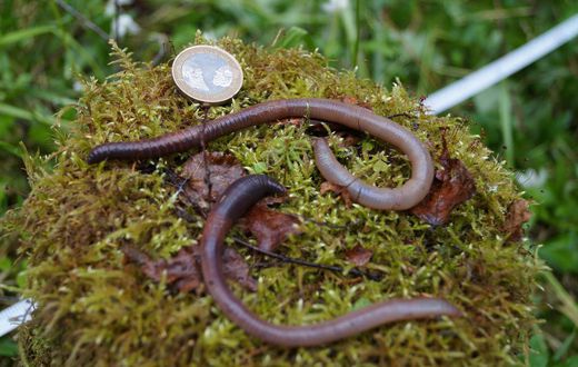 'Earthworm Dilemma' Has Climate Scientists Racing to Keep Up