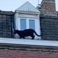 A black panther rescued from rooftops near the northern city of Lille last week has been stolen from the zoo where it was taken after capture