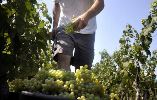 Burgundy winegrowers see themselves as collateral damage in the US trade dispute with the European aviation industry