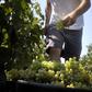 Burgundy winegrowers see themselves as collateral damage in the US trade dispute with the European aviation industry