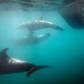 Dolphins were among several types of animals the US Central Intelligence Agency began training and testing for secret missions in the 1960s