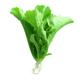 12 Best Types Of Greens And Lettuce To Add To Your Salad