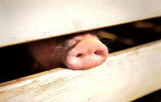 China's swine herd has tumbled about 40 percent since the disease broke out in the country more than a year ago