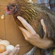CDC Says Don't Kiss and Cuddle Your Chickens