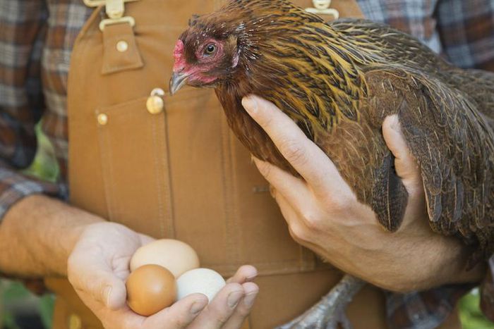 CDC Says Don't Kiss and Cuddle Your Chickens
